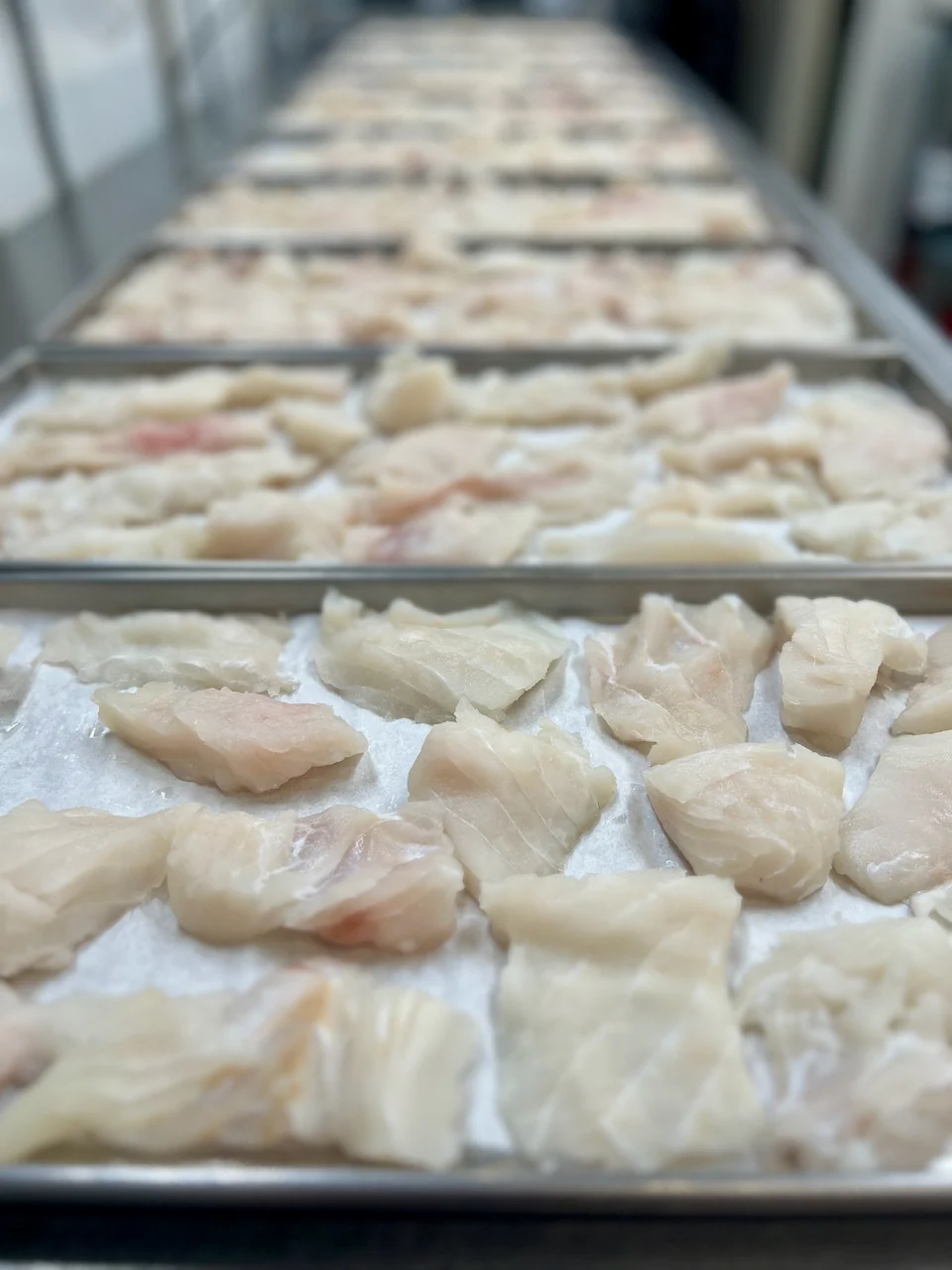 Freeze Dried Wild Caught Alaskan Halibut - Image 7