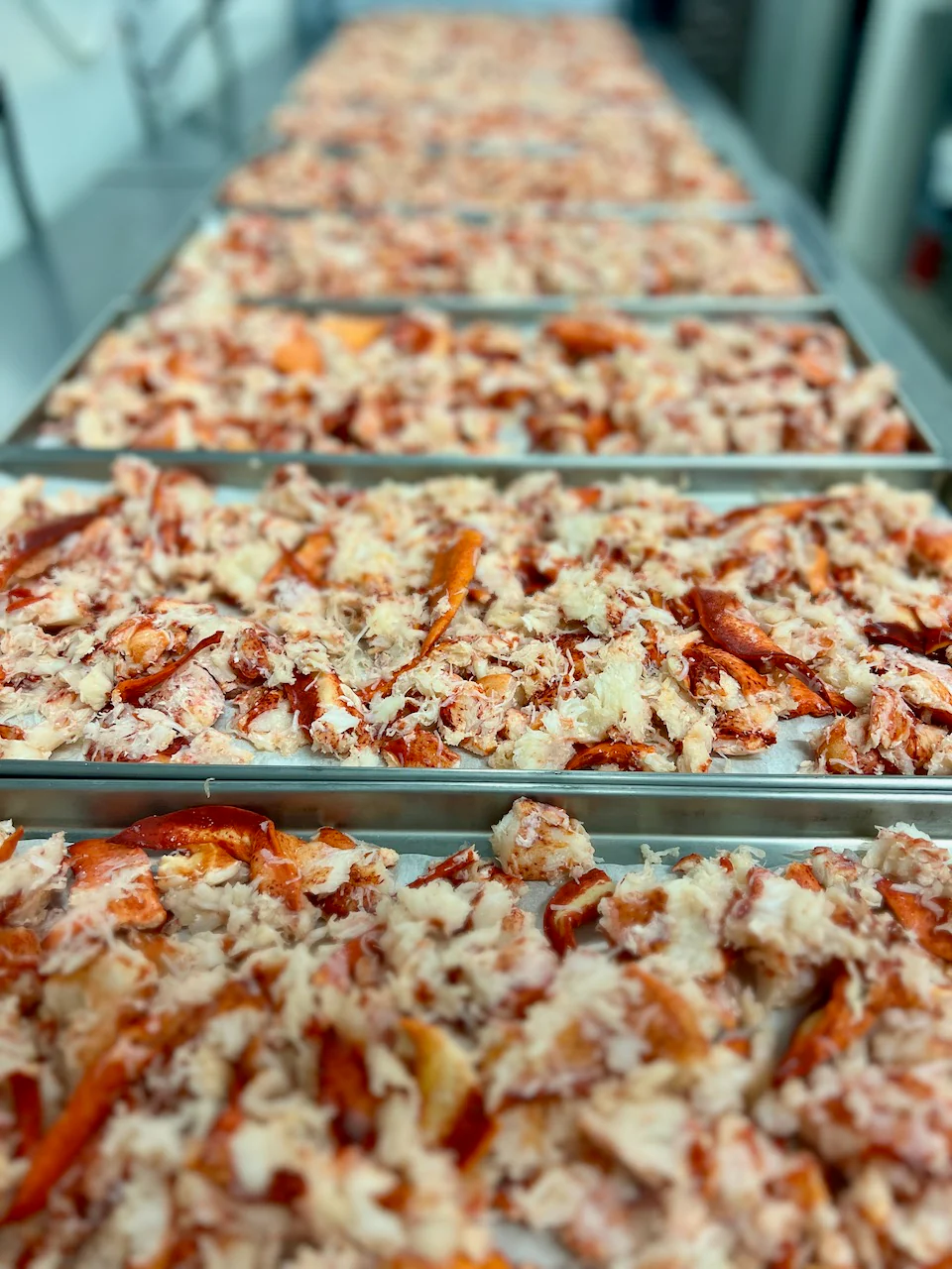 Pre-Sale Freeze Dried Fully Cooked Wild Caught Maine Lobster - Image 6