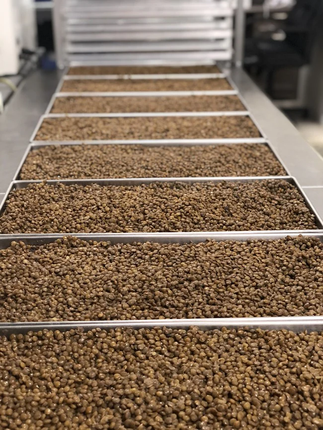 Freeze Dried Fully Cooked Green Lentils - Image 5