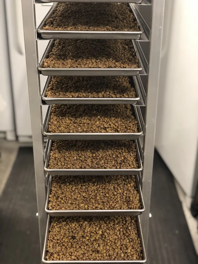 Freeze Dried Fully Cooked Green Lentils - Image 6