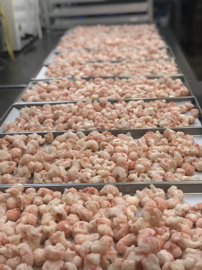 Freeze Dried Langoustines - Image 4