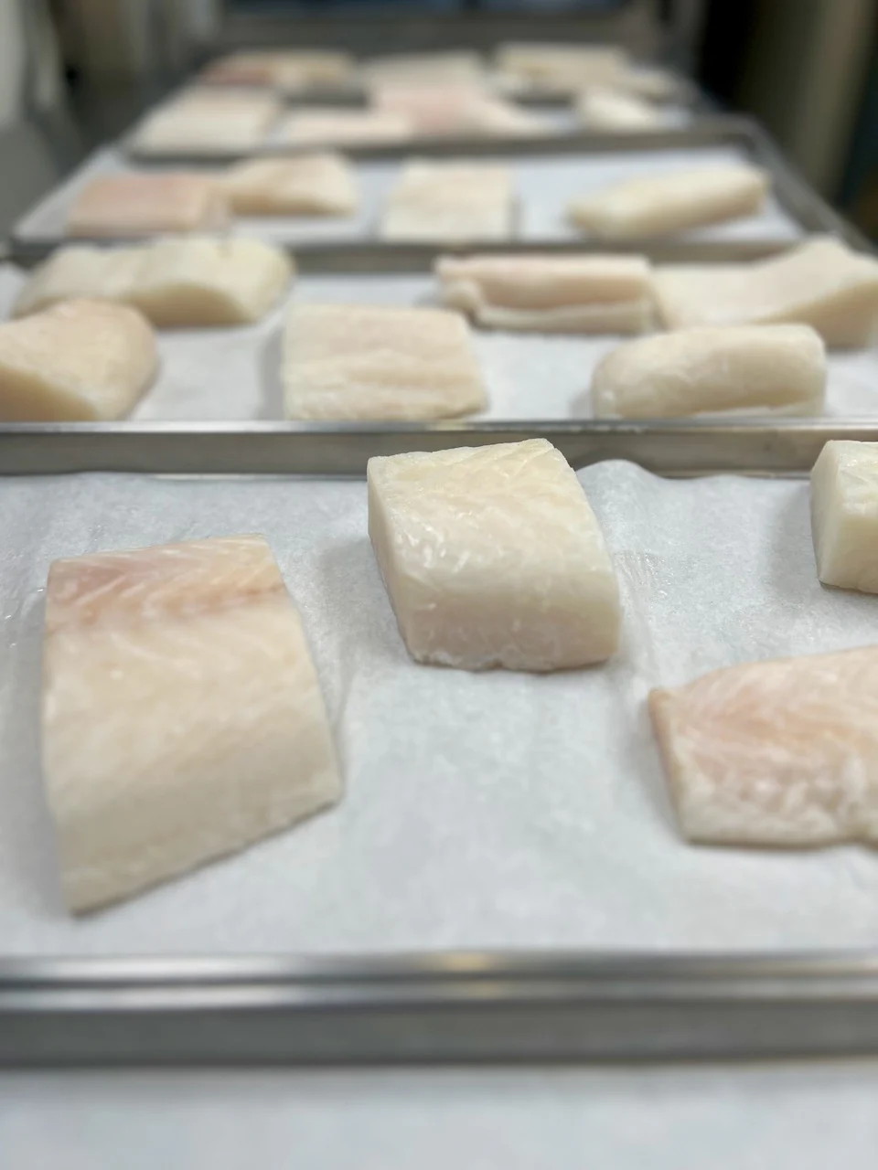 Freeze Dried Freshly Wild Caught Uncooked Chilean Sea Bass - Image 5