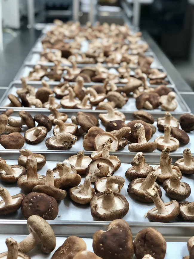 Freeze Dried Whole Shiitake Mushrooms - Image 4